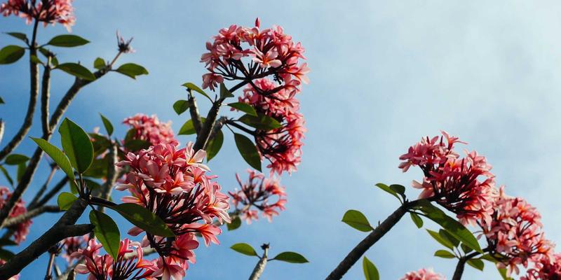 从9izk到暗黑艺术：算法随机字符串如何颠覆游戏论坛的视觉叙事与攻略美学